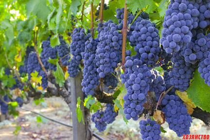 Виноградник 2Га - урожай в 2021году