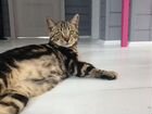 Бенгальский котик на вязку. Окрас мрамор объявление продам