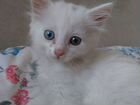 Белый котенок с разными глазами