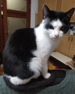 Котенок 7,5 мес. в добрые руки