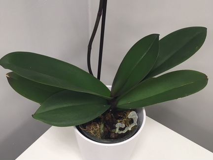 Орхидея фаленопсис